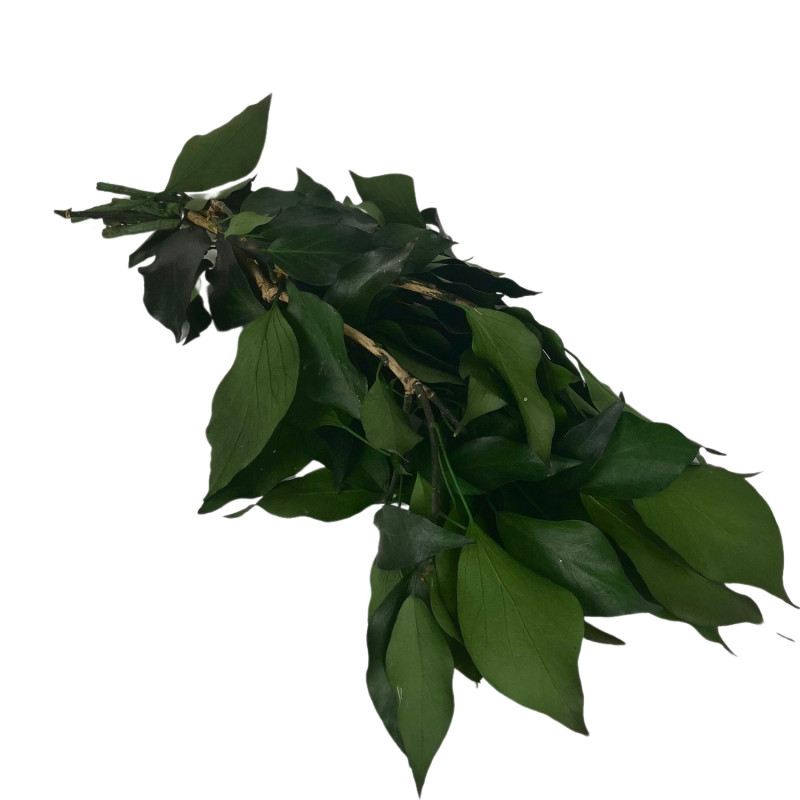 Hedera Ivy Natural Stabilized